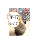 猫とネパール語1（個別スタンプ：20）