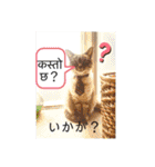 猫とネパール語1（個別スタンプ：23）