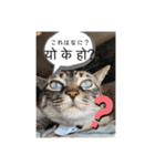 猫とネパール語1（個別スタンプ：24）