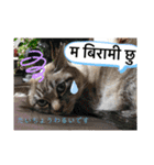 猫とネパール語1（個別スタンプ：27）