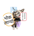 猫とネパール語1（個別スタンプ：31）