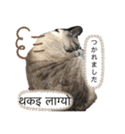 猫とネパール語1（個別スタンプ：33）