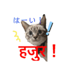 猫とネパール語1（個別スタンプ：36）