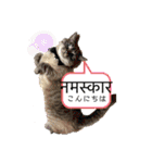 猫とネパール語1（個別スタンプ：38）