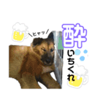 スケさんのスタンプ（個別スタンプ：1）