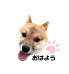 ムギちゃん♡（個別スタンプ：1）