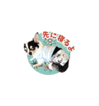 50sデザイン-キャバリア＆チワワ（個別スタンプ：5）