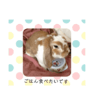 たれみみ うさぎ ソラ♀の スタンプ（個別スタンプ：2）