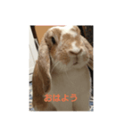 たれみみ うさぎ ソラ♀の スタンプ（個別スタンプ：5）