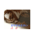 たれみみ うさぎ ソラ♀の スタンプ（個別スタンプ：6）