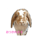 たれみみ うさぎ ソラ♀の スタンプ（個別スタンプ：7）