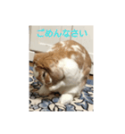 たれみみ うさぎ ソラ♀の スタンプ（個別スタンプ：8）