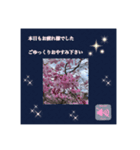 桜ほんわかスタンプ（個別スタンプ：7）