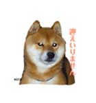 KOTA②（個別スタンプ：1）