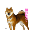 KOTA②（個別スタンプ：2）