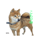 KOTA②（個別スタンプ：5）