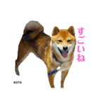 KOTA②（個別スタンプ：7）