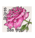 美しい薔薇 日本語＆英語 日常会話（個別スタンプ：8）