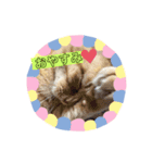 猫と赤ちゃんの使える日常会話（個別スタンプ：1）
