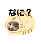 猫と赤ちゃんの使える日常会話（個別スタンプ：3）