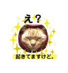 猫と赤ちゃんの使える日常会話（個別スタンプ：6）