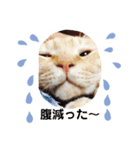 猫と赤ちゃんの使える日常会話（個別スタンプ：8）