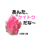 花言葉を送ろう！［イラスト］（個別スタンプ：4）