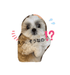 シーズーの道草4（個別スタンプ：8）