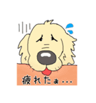 ごーるでんわんこ2 ゴールデンレトリバー2（個別スタンプ：16）