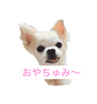 チャコビィ（個別スタンプ：1）