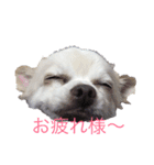 チャコビィ（個別スタンプ：2）