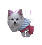 チャコビィ（個別スタンプ：3）