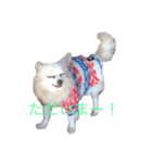 チャコビィ（個別スタンプ：4）