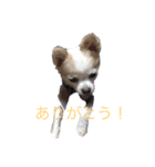 チャコビィ（個別スタンプ：5）