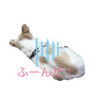 チャコビィ（個別スタンプ：8）