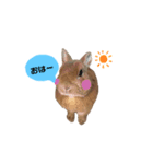 うさぎのふわだよっ（個別スタンプ：1）