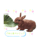 うさぎのふわだよっ（個別スタンプ：3）