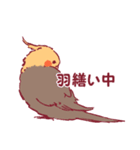 オカメインコづくし（個別スタンプ：10）