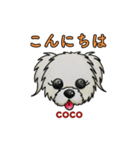 マルポメCOCO（個別スタンプ：1）