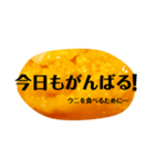 ウニと生きる毎日。ウニで一言。（個別スタンプ：13）