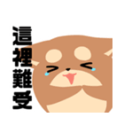 猫と柴 1 - 即即歪歪（個別スタンプ：26）