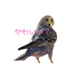 いんこちゃんず（個別スタンプ：1）