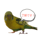 いんこちゃんず（個別スタンプ：2）