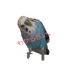 いんこちゃんず（個別スタンプ：3）