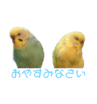 いんこちゃんず（個別スタンプ：4）
