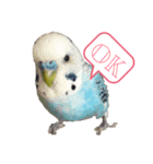 いんこちゃんず（個別スタンプ：5）