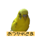 いんこちゃんず（個別スタンプ：7）
