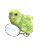 いんこちゃんず（個別スタンプ：8）
