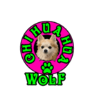 CHI HUA HUA   WOLF（個別スタンプ：2）