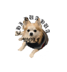 CHI HUA HUA   WOLF（個別スタンプ：4）